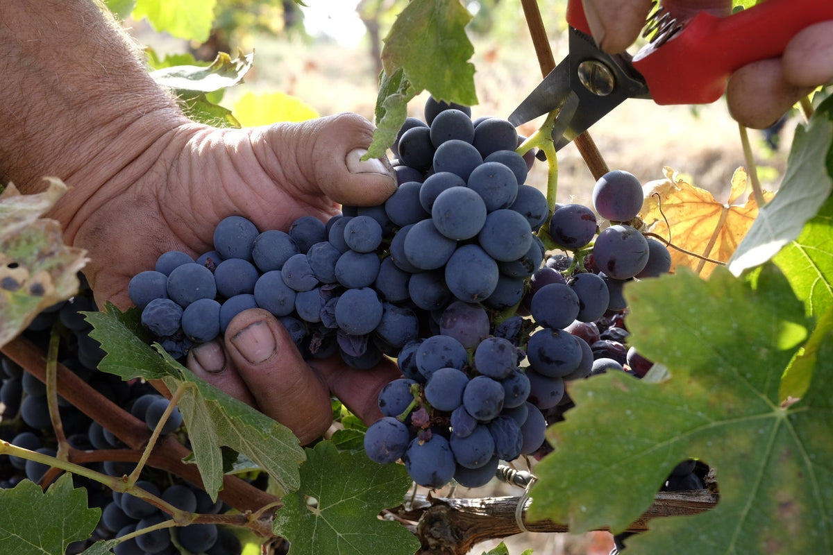 Grape Focus: Freisa