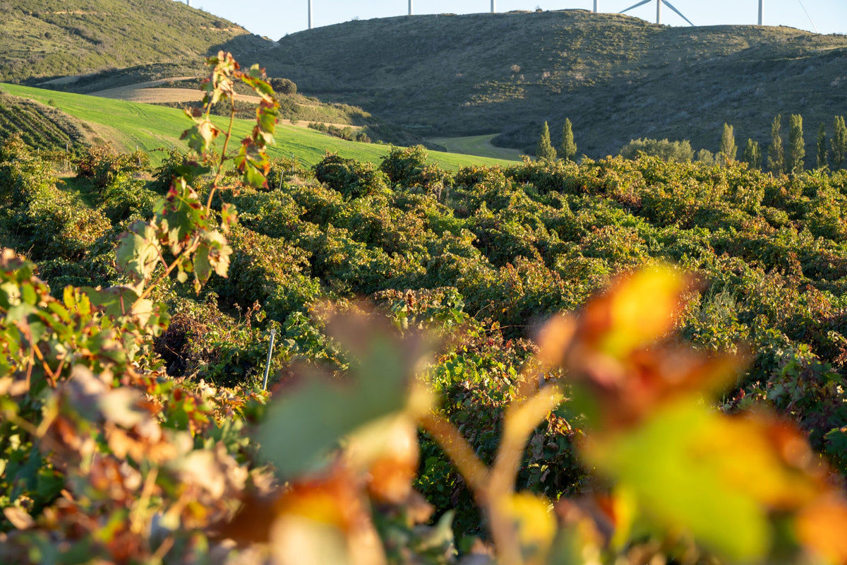 Bodegas Nekeas Garnacha Blanca ‘25 Vendimias’